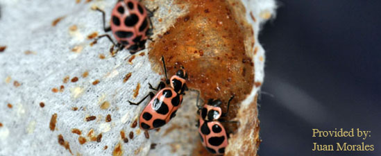 Pink spotted lady beetles (Coleomegilla maculata) feeding on artificial diet.